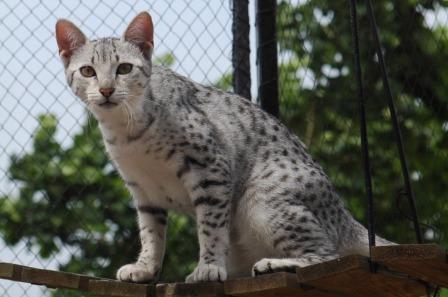 silver Egyptian Mau