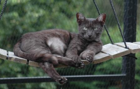 black smoke Egyptian Mau