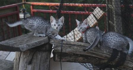 Egyptian Mau kittens at play