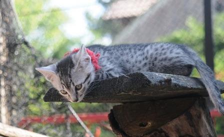 Egyptian Mau kitten at play