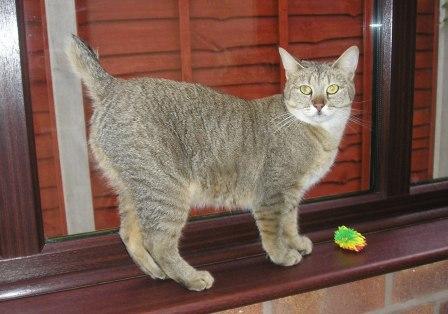 Pixie Bob Cat - Breed Profile and Facts