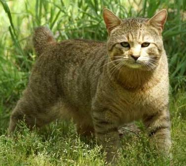 beautiful Pixie Bob cat