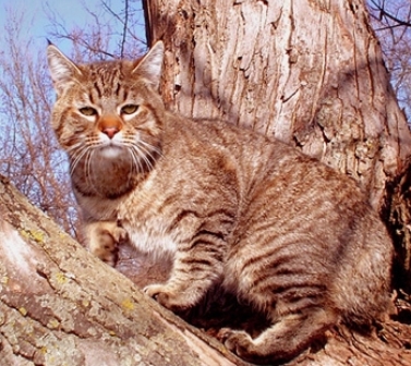 beautiful Pixie Bob cat