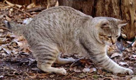 Pixie Bob cat playing Pixie Bob cat playing