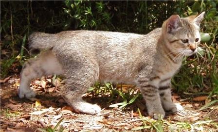 Pixie Bob kitten Pixie Bob kitten