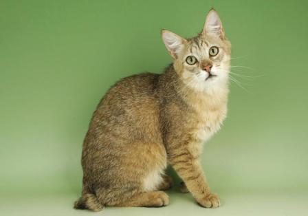 male Pixie Bob cat male Pixie Bob cat