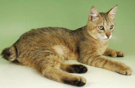 Pixie Bob Cat Photos