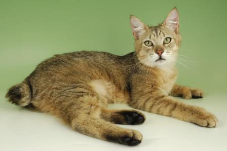 short tailed Pixie Bob cat short tailed Pixie Bob cat