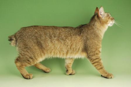 short tailed Pixie Bob cat