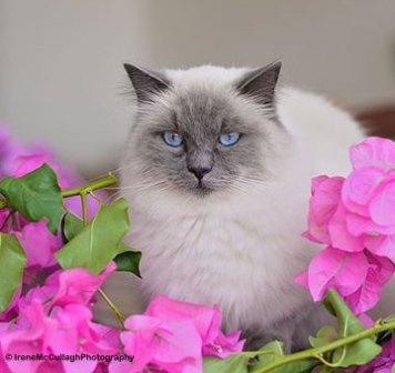 Ragdoll cat