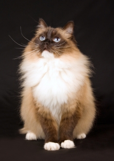 Ragdoll cat