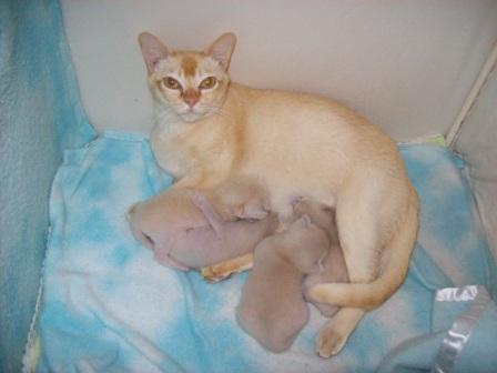 Burmese cat mother and kittens