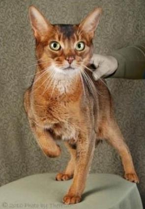 ruddy Abyssinian cat