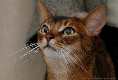 Sp Pr Sherada Picatso  | Color: Ruddy Abyssinian