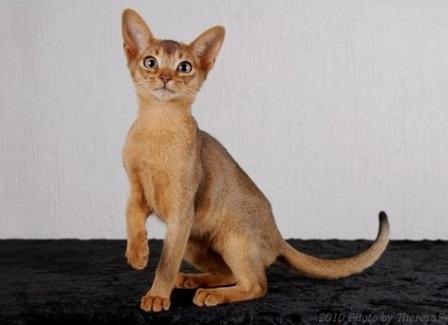 ruddy-brown Abyssinian kitten