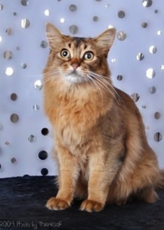 semi-longhaired Somali cat