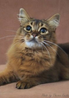 semi-longhaired Somali cat