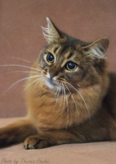 semi-longhaired Somali cat