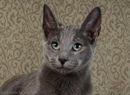 Russian Blue cat