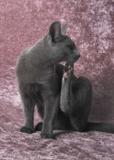 Russian Blue kitten