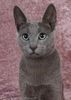 Russian Blue kitten