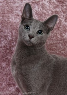 Russian Blue cat