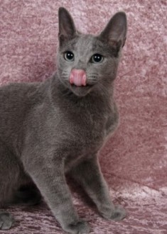 Russian Blue cat