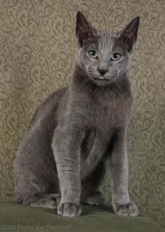 Russian Blue kitten