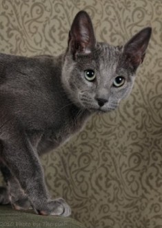 Russian Blue kitten