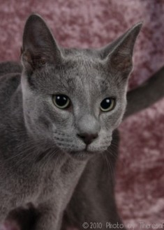 Russian Blue kitten