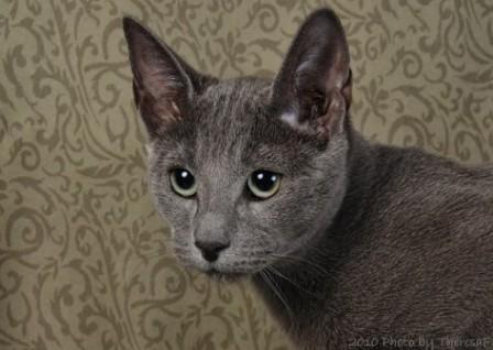 Russian Blue cat