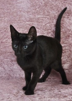 Russian Shorthair or Black Russian kitten