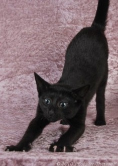 Russian Shorthair or Black Russian kitten