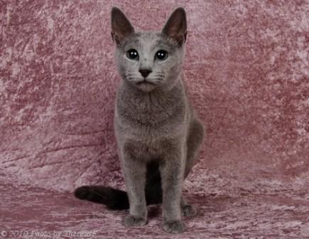 Russian Blue cat