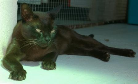 brown Burmese cat