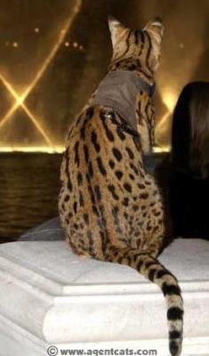 Savannah cat