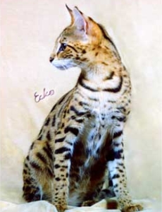 Savannah cat