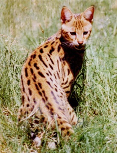 Savannah cat