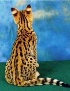 Savannah cat