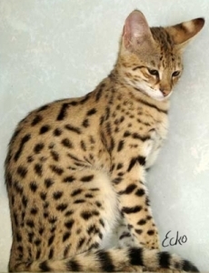 Savannah cat