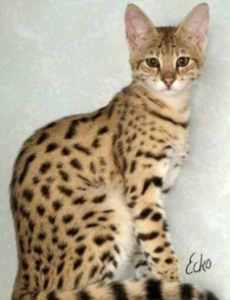 Savannah cat