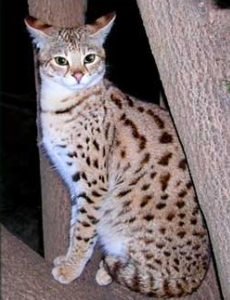 Savannah cat