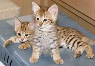 Savannah kittens