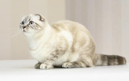 Scottish Fold cat