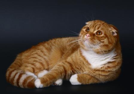 Scottish Fold cat