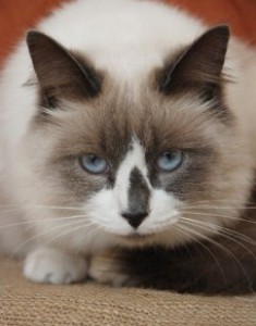 seal point and white Munchkin cat