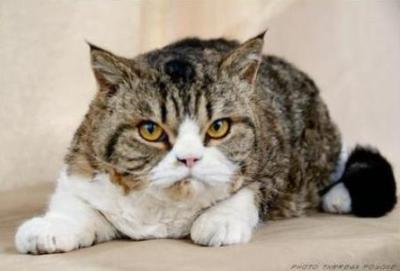 Selkirk Rex | Sp Pr Avante Garde Smiling Thomas of Gaeblefield |brown mackerel tabby | owner Vicky Harris | P van den Heever and P van Tonder