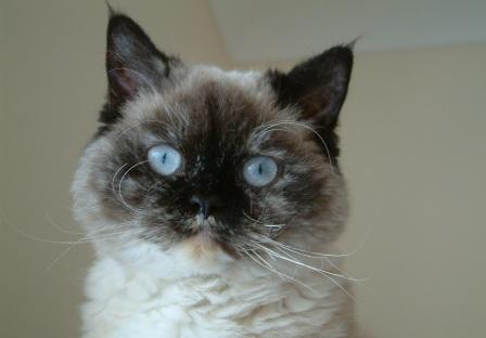 Selkirk Rex shorthair