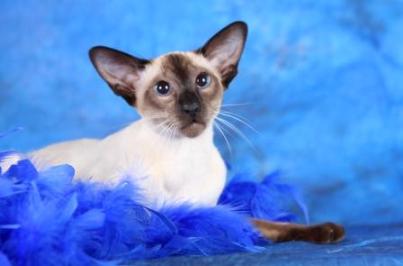 Siamese cat | Magic | Mandy and Greg | © Sarah Thexton