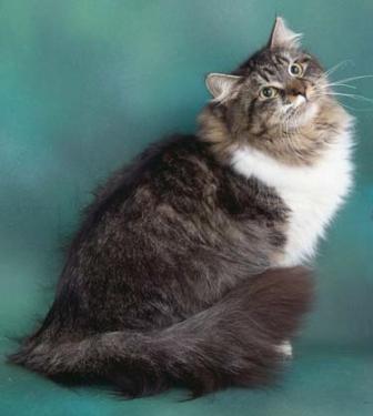 ForestWind Siberian Cat Breeder